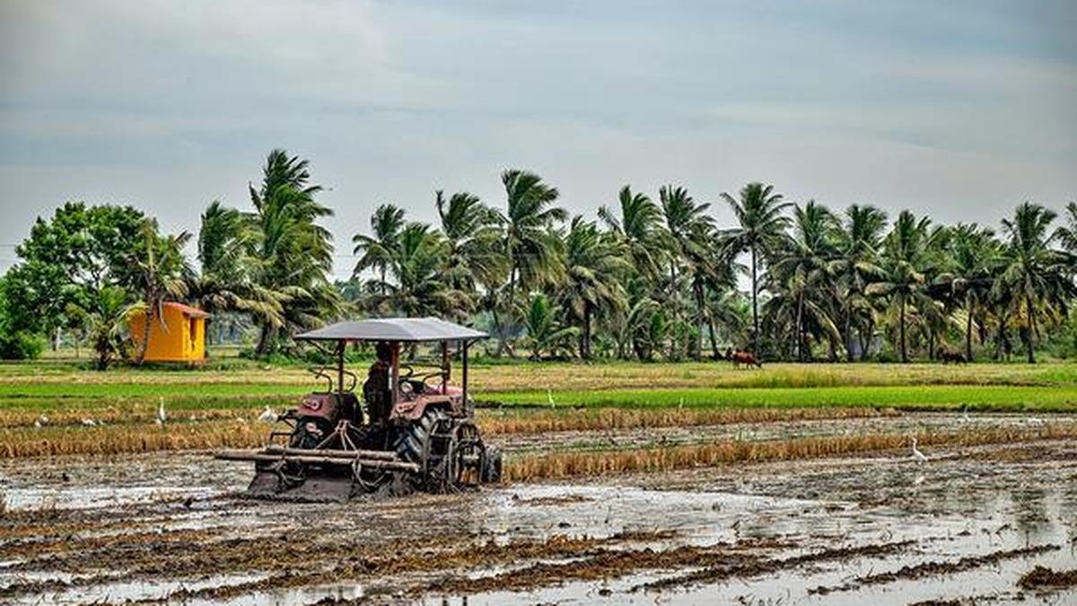 Indian farmers cover 96% of the normal Kharif area as planting window closes