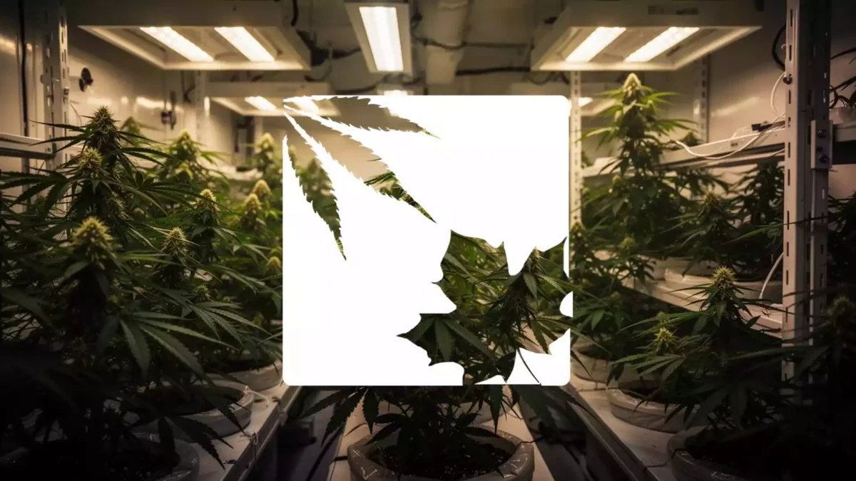 OrganiGram Aktie: Nettoumsatz klettert auf 105,8 Millionen