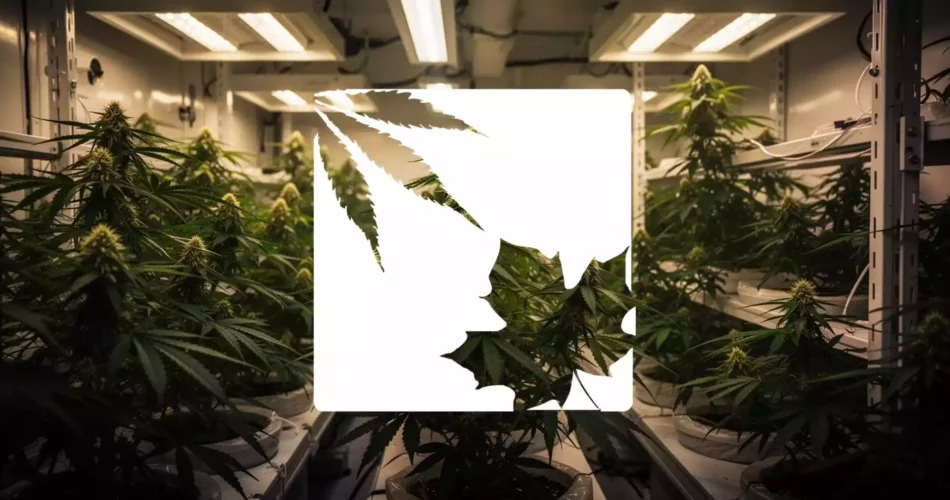 OrganiGram Aktie: Nettoumsatz klettert auf 105,8 Millionen
