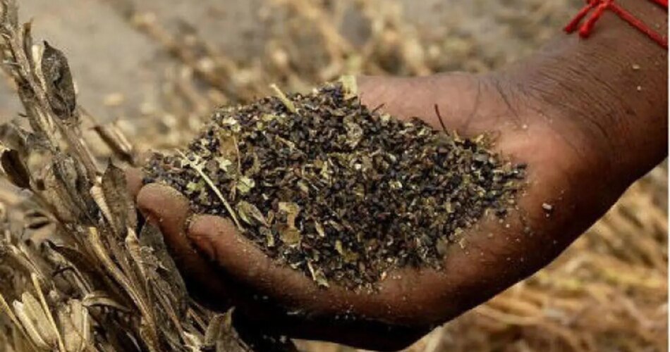 TNAU sees black sesame prices at ₹140-145/kg during harvest
