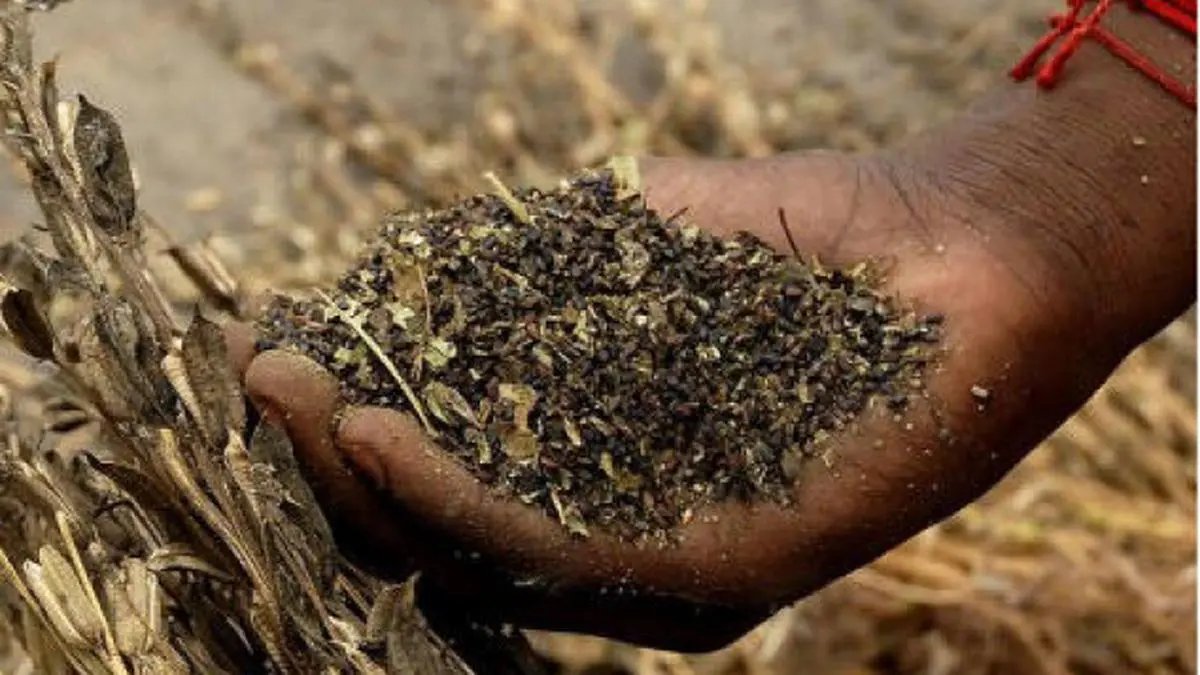 TNAU sees black sesame prices at ₹140-145/kg during harvest