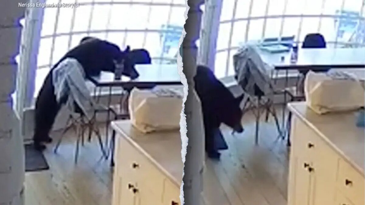 Colorado family wakes up to bear eating breakfast in kitchen