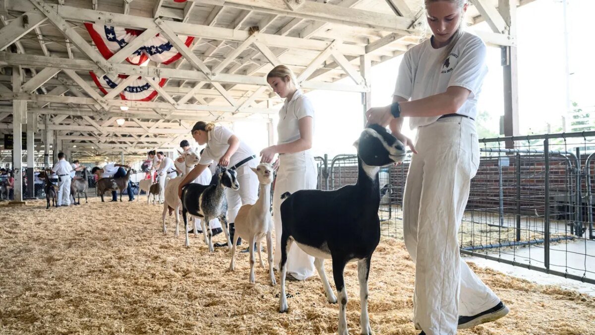 North Carolina issues rabies warning after petting zoo goats test positive