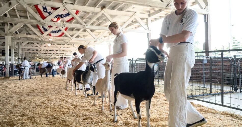 North Carolina issues rabies warning after petting zoo goats test positive