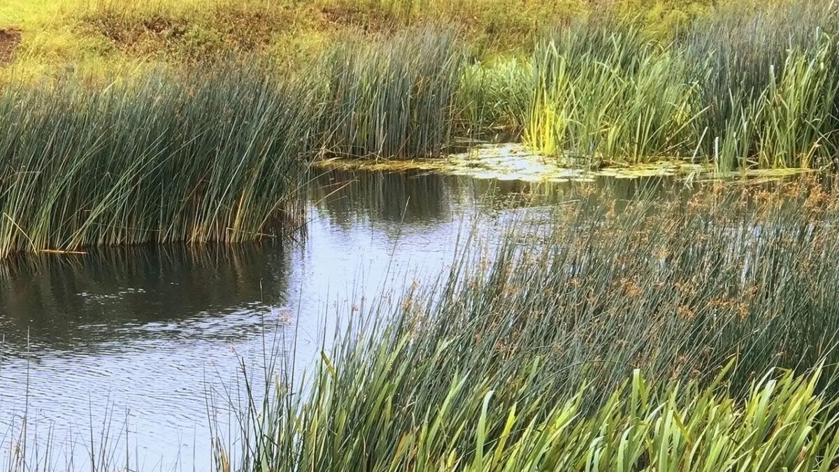 Creature dubbed ‘Syracuse Figure’ spotted in New York: Is it Bigfoot or an elderly skinny-dipper?