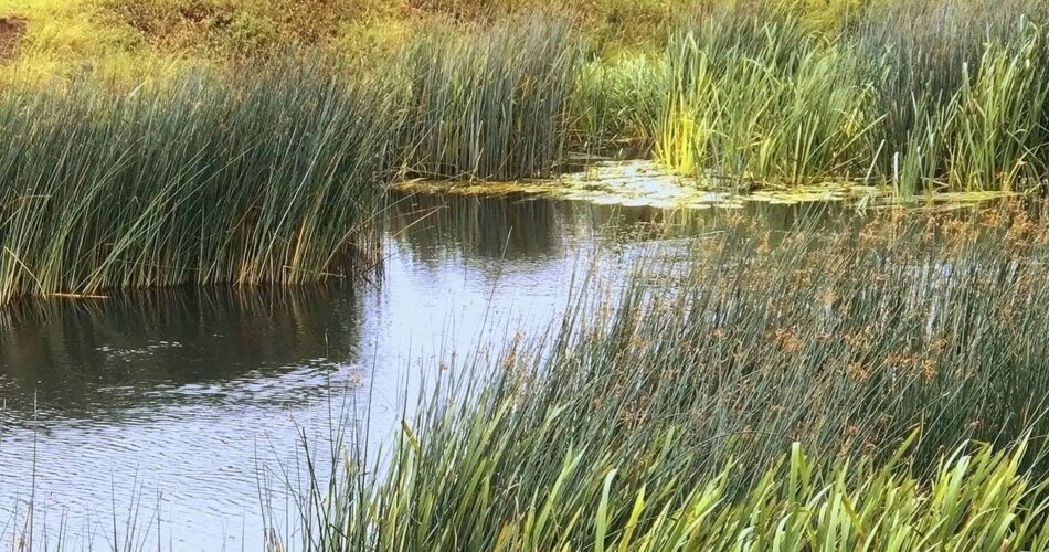 Creature dubbed ‘Syracuse Figure’ spotted in New York: Is it Bigfoot or an elderly skinny-dipper?
