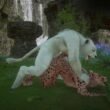 Wildlife Furry Gay Porn (Kral_Rawn)